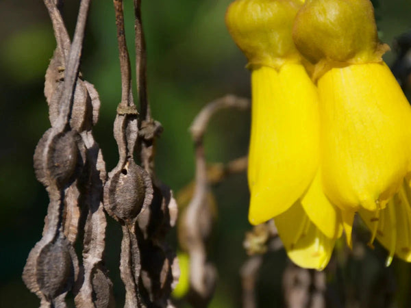 Kowhai Pod Earrings silver