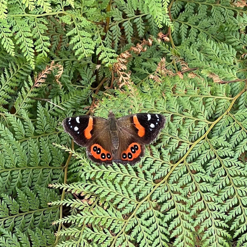 Kahukura Red Admiral Necklace