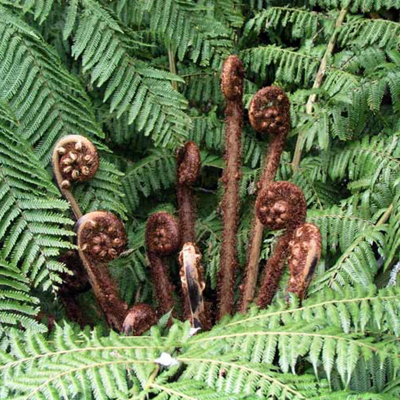 Glass Fern Earrings