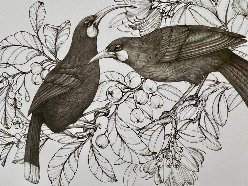 Our Sacred Huia A4 print