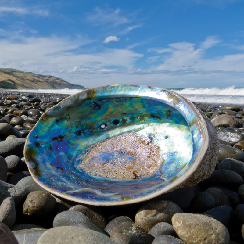 Beachstone Paua Earrings